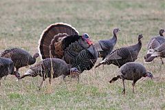 Wild Turkey